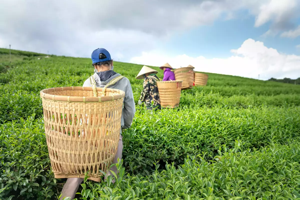 Récolte de thé vert