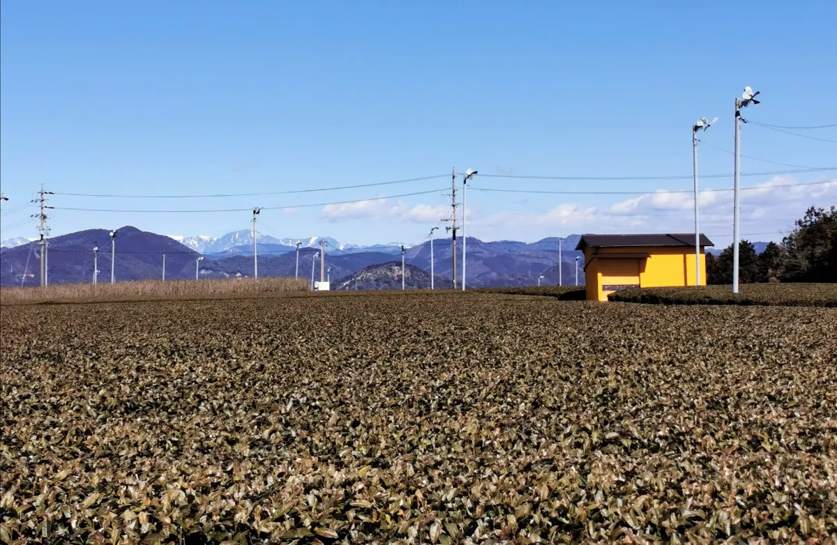 Les champs de thé du plateau de Makinohara