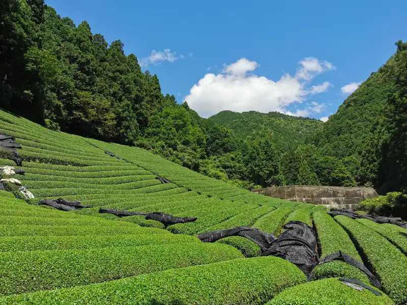 Une semaine de volontariat dans une ferme de thé à Wazuka