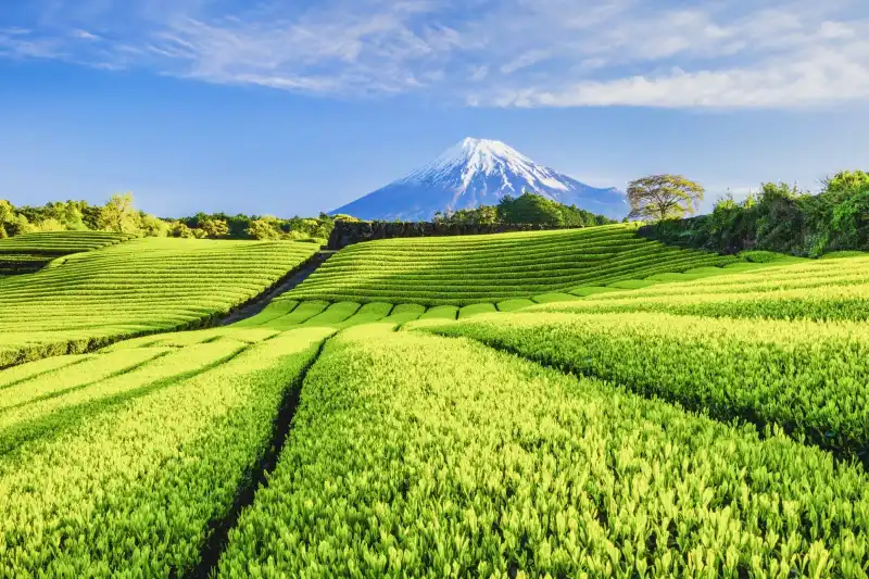Au musée du thé Fujinokuni de Shizuoka