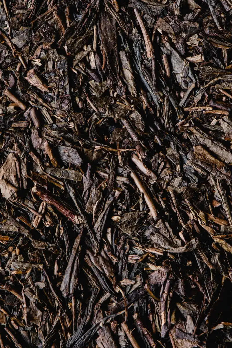 Hojicha, le thé vert torréfié aux nombreux bienfaits