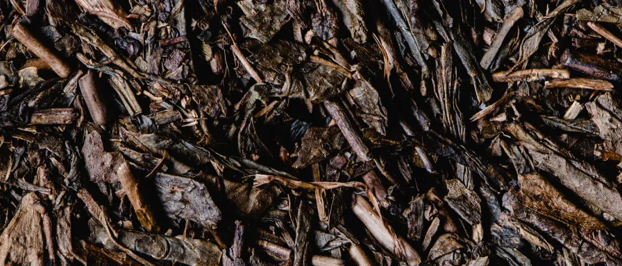 Hojicha, le thé vert japonais torréfié
