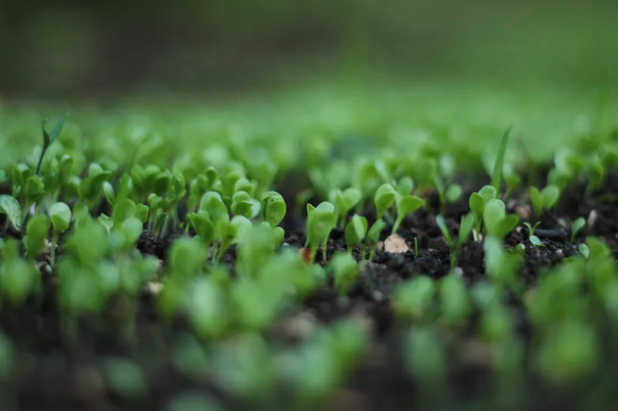 La certification biologique est un critère parmi d'autres pour choisir son matcha