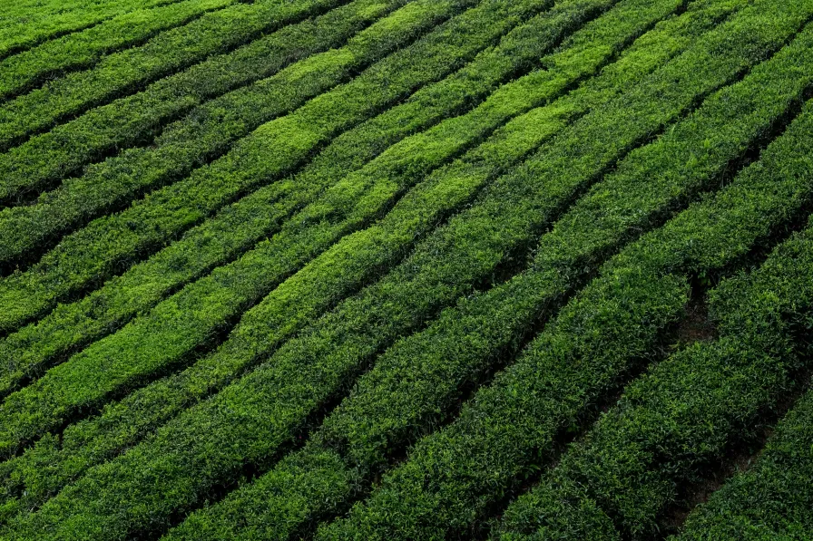 Le matcha contient une quantité non négligeable de caféine