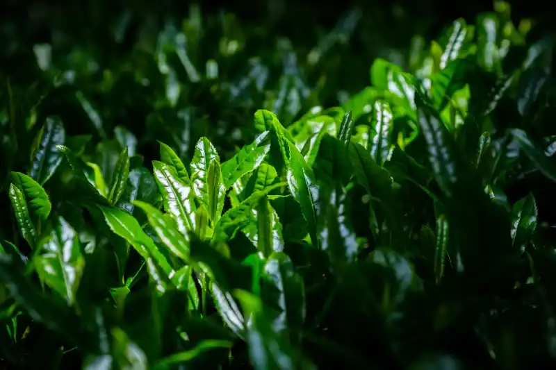 Le tencha, à l'origine du thé matcha
