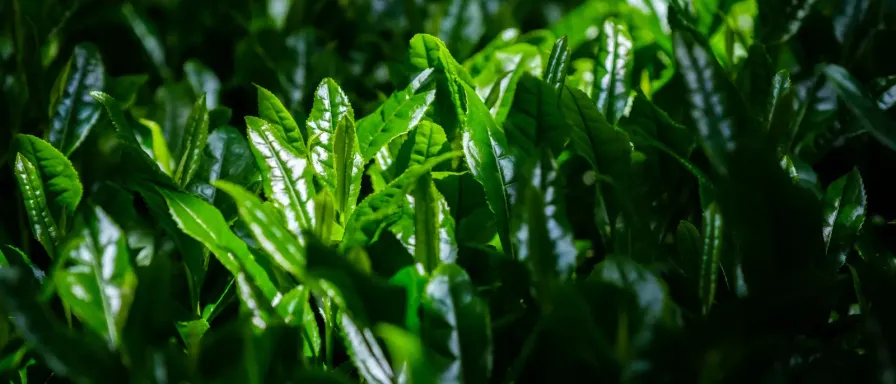 Le tencha, à l'origine du thé matcha