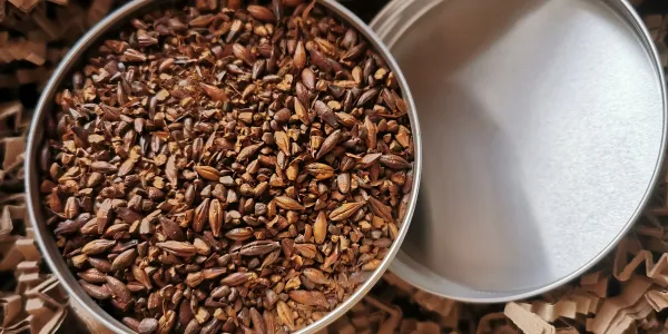 Mugicha, le thé d'orge désaltérant du Japon